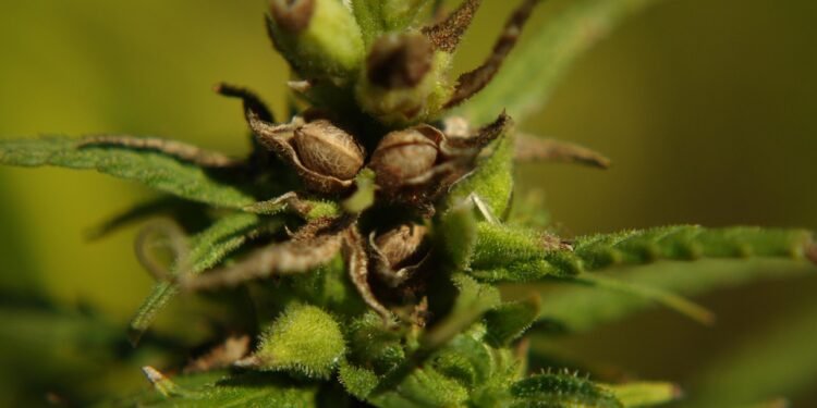 Unlocking the Potential: A Guide to Choosing the Perfect Cannabis Seeds for Your Grow