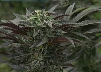 Unlocking the Healing Power: Exploring the Benefits of Medical Marijuana