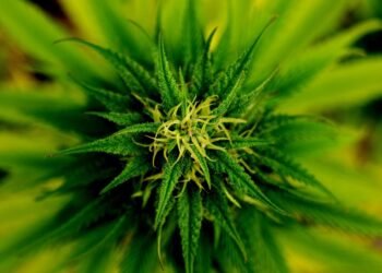 Unlocking the Healing Power: Exploring the Most Effective Medical Marijuana Strains