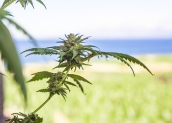 Unlocking the Healing Power: The Role of Medical Marijuana Doctors in Your Wellness Journey