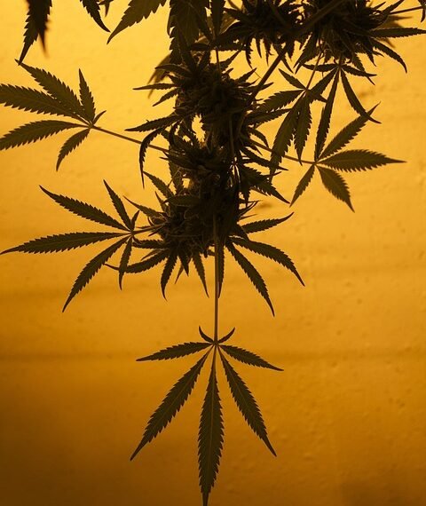 Unlocking Relief: The Power of the Medical Marijuana Card