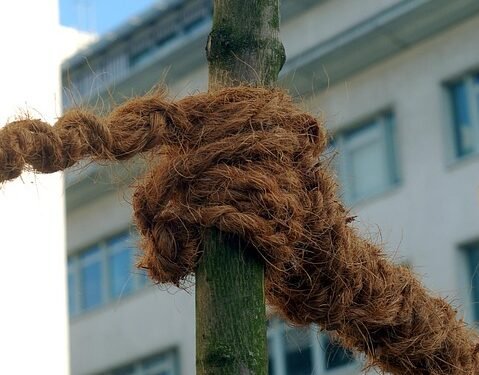 The Ultimate Cannabis Strain Guide: From Indica to Sativa, Everything You Need to Know