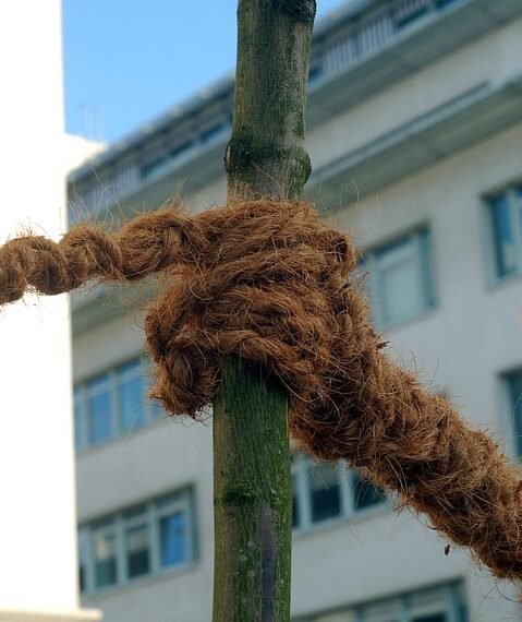 The Ultimate Cannabis Strain Guide: From Indica to Sativa, Everything You Need to Know