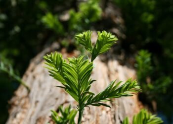 Revolutionizing Cannabis Harvesting: Cutting-Edge Methods for Maximum Yields