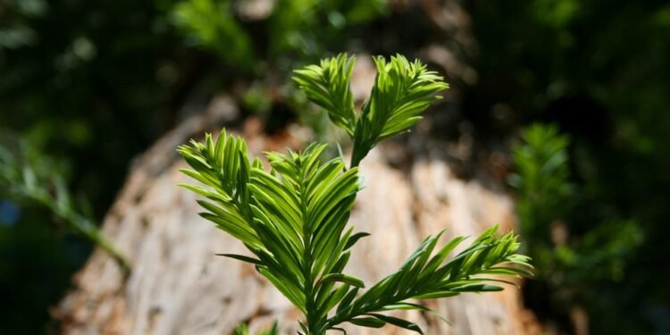 Revolutionizing Cannabis Harvesting: Cutting-Edge Methods for Maximum Yields