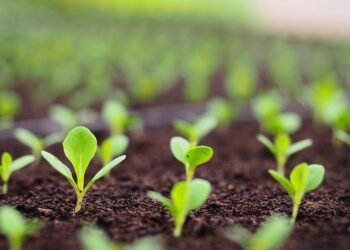 The Green Thumb’s Guide to Thriving: Mastering Indoor Cannabis Cultivation