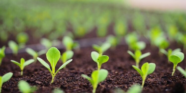 The Green Thumb’s Guide to Thriving: Mastering Indoor Cannabis Cultivation