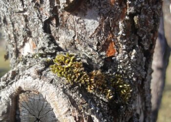 Roots of Resin: Exploring the Rich History of Cannabis Strains