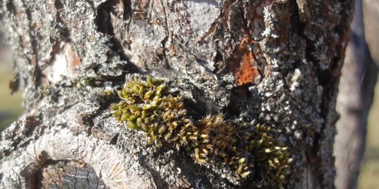 Roots of Resin: Exploring the Rich History of Cannabis Strains