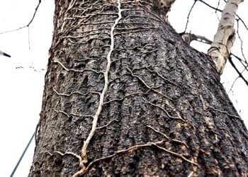 Unearthing the Holy Grail: Exploring the World of Rare Cannabis Strains