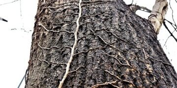 Unearthing the Holy Grail: Exploring the World of Rare Cannabis Strains