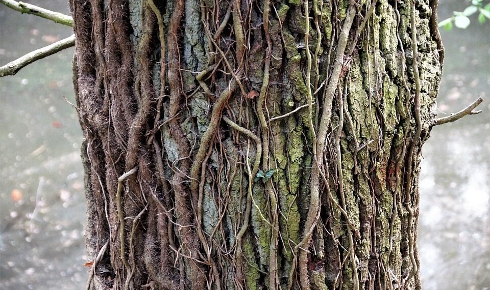 Exploring the Palette: A Guide to the Diverse Flavors of Cannabis Strains