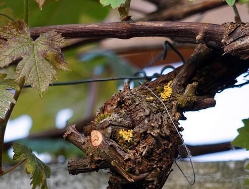 Revolutionizing Your Grow: Top Cannabis Cultivation Equipment for Maximum Yields