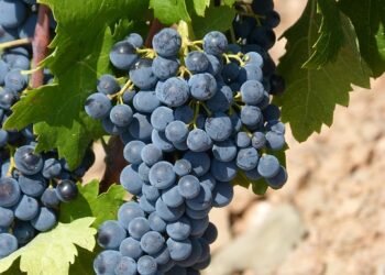 The Ultimate Guide to the Top Cannabis Strains: Uncover the Best Varieties for Every Mood and Occasion