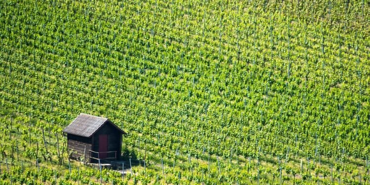 Mastering the Art of Cannabis Watering: A Guide to Optimal Growth and Health