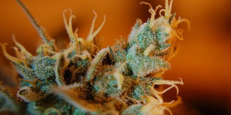 Optimizing Cannabis Growth: The Ultimate Guide to Ideal Growing Conditions