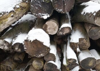 The Healing Power of High-CBD Cannabis: Unlocking the Benefits of CBD-Rich Strains