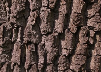 The Evolution of Cannabis: A Deep Dive into the Origins and Impact of Popular Strains