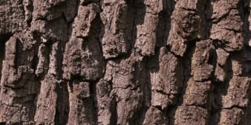 The Evolution of Cannabis: A Deep Dive into the Origins and Impact of Popular Strains