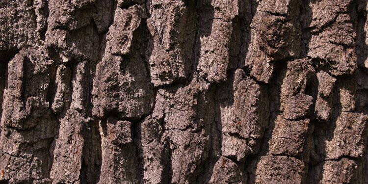 The Evolution of Cannabis: A Deep Dive into the Origins and Impact of Popular Strains