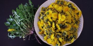 High Cuisine: Elevate Your Cooking with Cannabis Infused Recipes