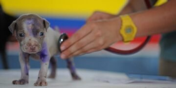 Unlocking the Power of Plant Medicine: A Guide to Thriving with Cannabis for Optimal Health