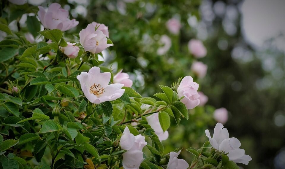 Uncovering the Best: In-Depth Cannabis Strain Reviews for the Modern Enthusiast