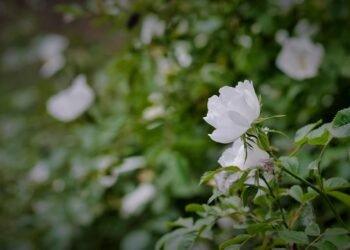 The Ultimate Guide to Cannabis Strain Profiles: A Detailed Look at the Best Varieties for Every Mood and Occasion