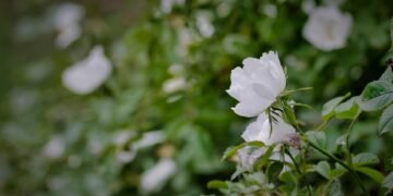 The Ultimate Guide to Cannabis Strain Profiles: A Detailed Look at the Best Varieties for Every Mood and Occasion