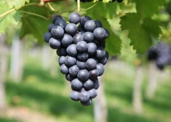 Unlocking the Secret to Perfectly Cloned Cannabis: Mastering the Art of Replication