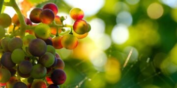 The Art of Cannabis Seed Selection: Choosing the Perfect Strain for Your Garden