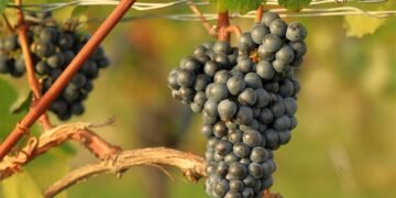 Revolutionizing Cannabis Harvesting: Cutting-Edge Methods for Maximizing Yield and Quality