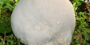 Shedding Light on Cannabis: Understanding the Plant’s Unique Lighting Needs