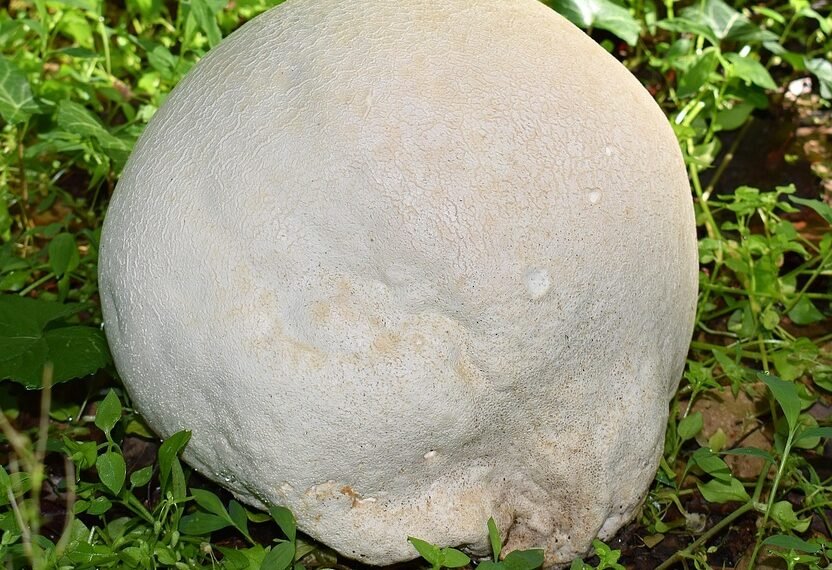 Shedding Light on Cannabis: Understanding the Plant&rsquo;s Unique Lighting Needs