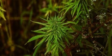 Unlocking the Healing Power: The Role of Cannabis in Cancer Treatment