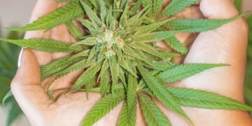 Unlocking the Perfect Balance: Exploring the Optimal THC to CBD Ratios for Maximum Benefits