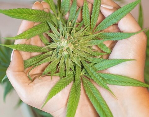 Unlocking the Perfect Balance: Exploring the Optimal THC to CBD Ratios for Maximum Benefits