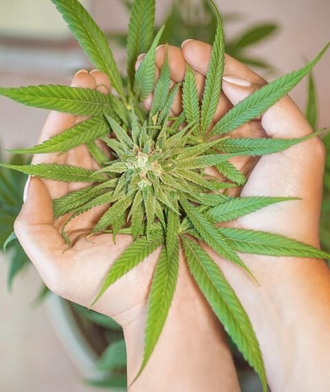 Unlocking the Perfect Balance: Exploring the Optimal THC to CBD Ratios for Maximum Benefits