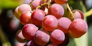 Maximizing Growth: The Essential Guide to Cannabis Nutrient Management