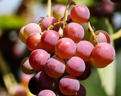 Maximizing Growth: The Essential Guide to Cannabis Nutrient Management