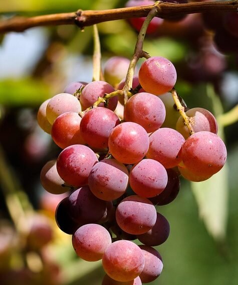 Maximizing Growth: The Essential Guide to Cannabis Nutrient Management