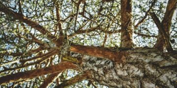 The Mind-Blowing Effects of [Cannabis Strain]