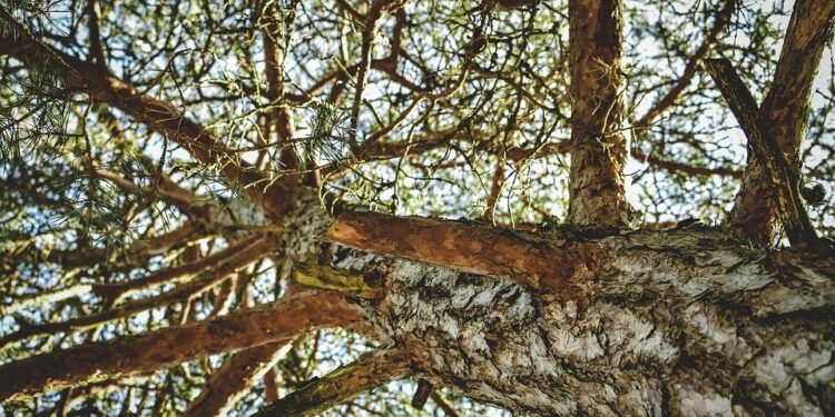 The Mind-Blowing Effects of [Cannabis Strain]