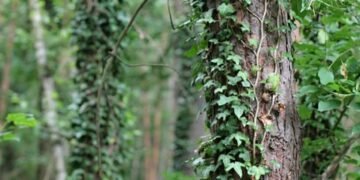 The Power of Potency: Unleashing the Full Potential of Cannabis Strains