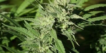 The Power of Plants: Unleashing the Benefits of Cannabis Nutrition