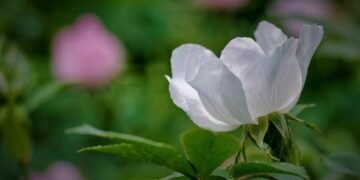 The Ultimate Cannabis Strain Guide: Discover Your Perfect Pick