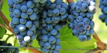 Maximizing Marijuana: Strategies for Boosting Cannabis Yield and Quality