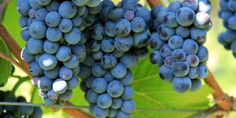 Maximizing Marijuana: Strategies for Boosting Cannabis Yield and Quality