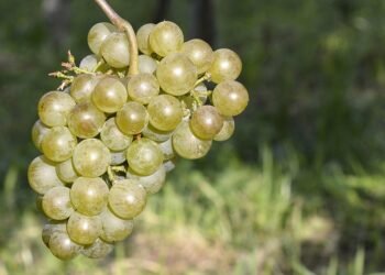 Unlocking the Secrets: A Guide to Successful Cannabis Germination