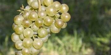 Unlocking the Secrets: A Guide to Successful Cannabis Germination